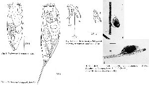 Pourriot, R (1966): Archiv für Hydrobiologie 61 